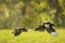 Common magpie birds, Pica Pica, in flight