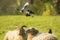 Common magpie birds, Pica Pica, playing on resting and sleeping sheeps