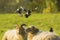 Common magpie birds, Pica Pica, playing on resting and sleeping sheeps