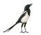 Common Magpie chattering, upright, Pica pica, isolated