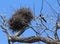 Common magpie near nest