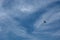Common Magpie Pica Pica bird flying freely at blue cloudy sky