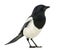 Common Magpie, Pica pica, isolated