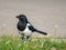 A common magpie Pica pica standing on the grass in a bright November day