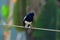 The common magpie robin