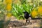 A common magpie walking and searching for nesting material in the garden