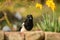 A common magpie walking and searching for nesting material in the garden