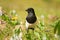 A common magpie walking and searching for nesting material in the garden