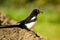 A common magpie walking and searching for nesting material in the garden