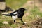 A common magpie walking and searching for nesting material in the garden