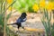 A common magpie walking and searching for nesting material in the garden