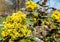 Common Mahonia flower plant in the park