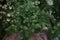Common Maidenhair spleenwort in Queen Sirikit botanical garden in Chaing Mai