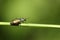 A Common Malachite Beetle, Malachius bipustulatus, walking along a blade of grass.