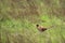 Common male pheasant in grass
