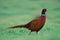 Common Male Pheasant on Green Grass