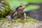 Common male toad on a stone