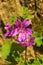 Common Mallow