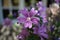 Common mallow blooming, blossom of wild violet flower, Malva sylvestris