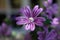 Common mallow blooming, blossom of wild violet flower, Malva sylvestris