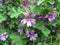 Common mallow, Malva sylvestris