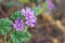 Common mallow Malva sylvestris flowers in spring garden