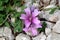 Common mallow or Malva sylvestris spreading herb plant with bright pinkish purple with dark stripes flowers growing between rocks