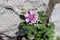 Common mallow or Malva sylvestris spreading herb plant with bright pinkish-purple with dark stripes flowers on stone background