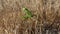 Common mantis or Santateresa (Mantis religiosa) sits in a yellow dry stubble