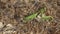 Common mantis or Santateresa (Mantis religiosa) sneaks on yellow dry stubble