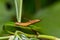 Common Map caterpillar