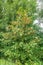 Common Maple, Acer pseudoplatanus, with ripe winged seeds