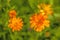 Common marigold in a garden