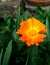 Common Marigold in the garden like the Sun in the Sky
