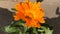 Common marigold, medicinal plant with orange flower