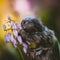 The common marmoset baby on the branch in summer garden