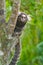 Common marmoset - Callithrix jacchus.