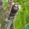 Common marmoset - Callithrix jacchus.