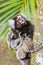 Common marmoset - Callithrix jacchus.