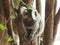 Common marmoset Callithrix jacchus in Pipa beach, Brazil