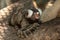 Common Marmoset monkey