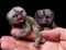 The common marmoset`s babies on fingers isolated on black