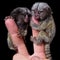 The common marmoset`s babies on fingers isolated on black