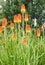 Common marsh poker, Kniphofia linearifolia, bright orange-yellow flowering plant