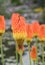 Common marsh poker, Kniphofia linearifolia, bright orange-yellow flowering plants