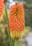 Common marsh poker, Kniphofia linearifolia, bright orange-yellow inflorescence