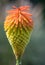 Common marsh poker, Kniphofia linearifolia, flower in morning dew