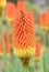 Common marsh poker, Kniphofia linearifolia, orange-yellow flower