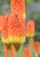 Common marsh poker, Kniphofia linearifolia, orange-yellow flower with bee