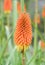 Common marsh poker, Kniphofia linearifolia, orange-yellow flower with honeybee